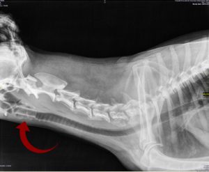 stent-in-laryngeal-stenosis-in-dog